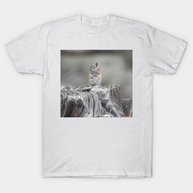 Alpine chipmunk, wildlife, gifts, cute as can be T-Shirt by sandyo2ly